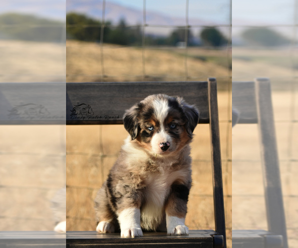 Medium Photo #2 Miniature American Shepherd Puppy For Sale in BENTON CITY, WA, USA