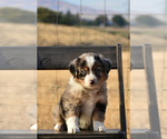 Small Photo #2 Miniature American Shepherd Puppy For Sale in BENTON CITY, WA, USA