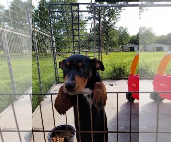 Medium Photo #1 Doberman Pinscher-Unknown Mix Puppy For Sale in TRINIDAD, TX, USA