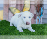 Puppy Oscar Jack Russell Terrier-Pomsky Mix