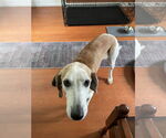 Small #2 Labrador Retriever Mix