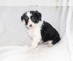 Small Photo #3 Aussie-Poo Puppy For Sale in SHILOH, OH, USA