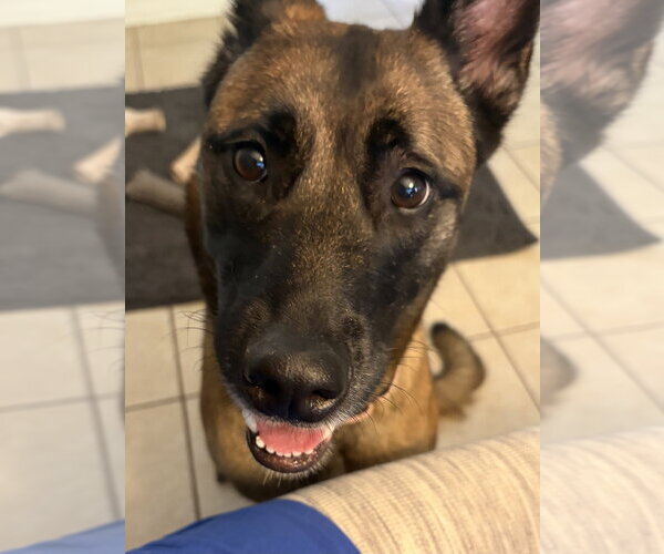 Medium Photo #5 Mutt Puppy For Sale in Imlay City, MI, USA