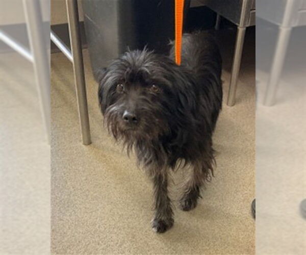 Medium Photo #1 Fox Terrier (Toy)-Unknown Mix Puppy For Sale in San Bernardino, CA, USA