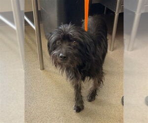 Fox Terrier (Toy)-Unknown Mix Dogs for adoption in San Bernardino, CA, USA