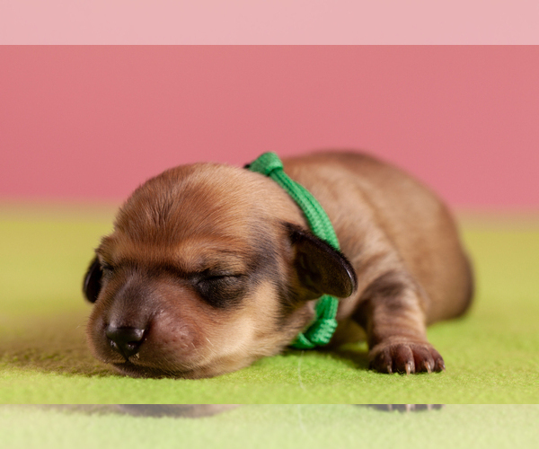 Medium Photo #5 Dachshund Puppy For Sale in CROWLEY, TX, USA