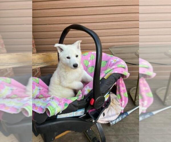 Medium Photo #3 German Shepherd Dog Puppy For Sale in GREENWOOD, WI, USA