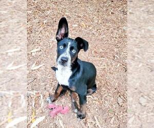 Border Collie-Unknown Mix Dogs for adoption in Parlier, CA, USA