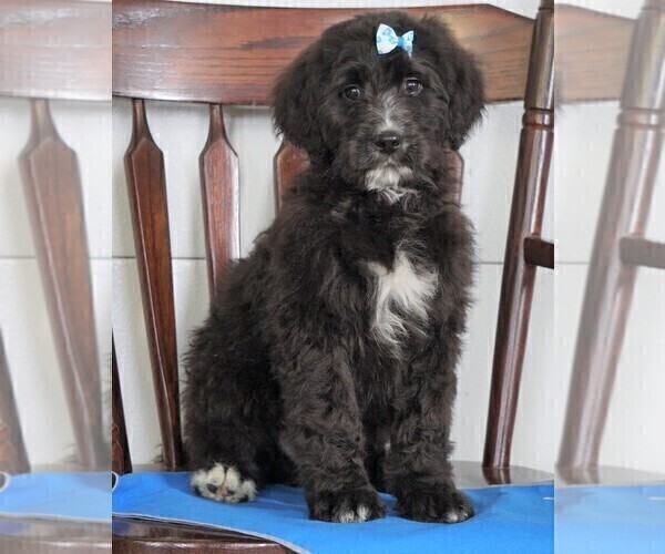 Medium Photo #1 Bernedoodle Puppy For Sale in FREDERICKSBG, OH, USA