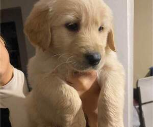 Goldendoodle Puppy for sale in SANTA ANA, CA, USA