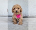 Small Photo #1 Poodle (Toy) Puppy For Sale in GULF SHORES, AL, USA