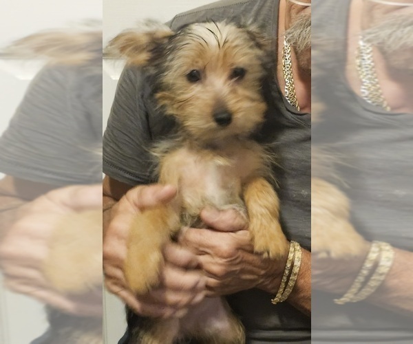 Medium Photo #7 Yoranian-Yorkshire Terrier Mix Puppy For Sale in HUDDLESTON, VA, USA