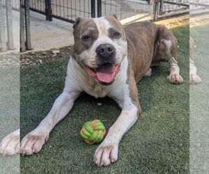 Osbourne - Male American Staffordshire Terrier-Unknown Mix Dog for Adoption - Photo #5