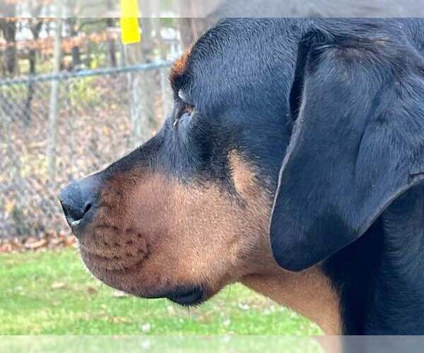 Medium Photo #3 Rottweiler-Unknown Mix Puppy For Sale in Hillsboro, NH, USA