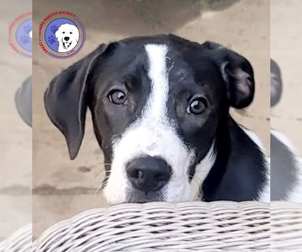 Medium Photo #1 Great Pyrenees Puppy For Sale in Spring, TX, USA