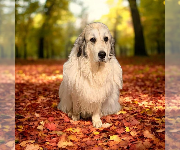 Medium Photo #1 Great Pyrenees Puppy For Sale in Vail, AZ, USA