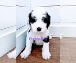 Small Photo #4 Sheepadoodle Puppy For Sale in CANYON, TX, USA