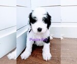 Small #3 Sheepadoodle