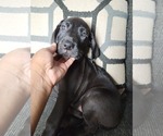 Small Photo #5 Great Dane Puppy For Sale in SMYRNA, GA, USA