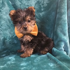 Australian Yorkshire Terrier Puppy for sale in EPHRATA, PA, USA