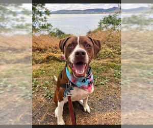 Boxador Dogs for adoption in Elmsford, NY, USA