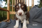 Small Photo #13 Aussiedoodle Puppy For Sale in CATHOLIC POINT, AR, USA