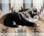 Small #7 Miniature Australian Shepherd