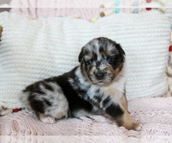 Medium Photo #3 Miniature Australian Shepherd Puppy For Sale in MARYSVILLE, IN, USA