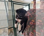 Small Black Mouth Cur Mix