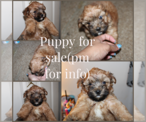 Morkie Puppy for sale in NEW YORK MILLS, NY, USA