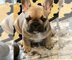 French Bulldog Puppy for sale in LOUISVILLE, KY, USA