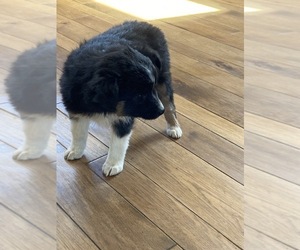 Miniature Australian Shepherd Puppy for sale in NEW WASHINGTN, IN, USA