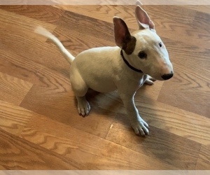 Bull Terrier Puppy for sale in DOTHAN, AL, USA