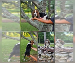 Basset Hound Puppy for sale in CRAGFORD, AL, USA
