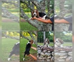 Image preview for Ad Listing. Nickname: Litter of 2