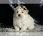 Small #3 Maltipoo (Miniature)