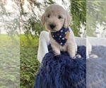 Small Photo #15 Goldendoodle Puppy For Sale in CLARKSVILLE, TX, USA
