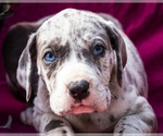 Small #1 Great Dane