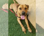 Small #32 Chinese Shar-Pei-Labrador Retriever Mix