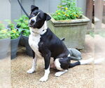 Small #2 Saint Bernard Mix