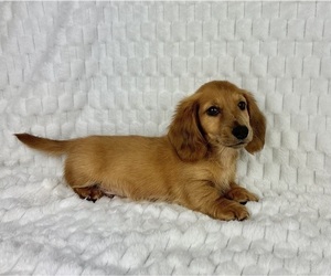 Dachshund Puppy for sale in FRANKLIN, IN, USA