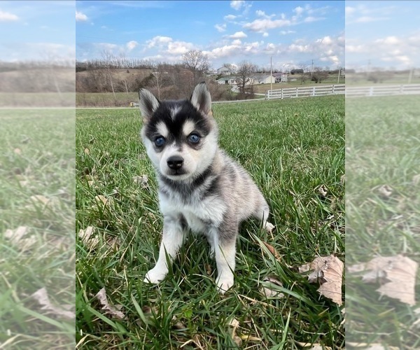 Medium Photo #5 Alaskan Klee Kai Puppy For Sale in WILLIAMSBURG, OH, USA