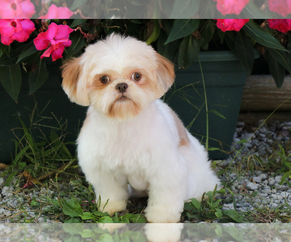 Medium Photo #1 Shih Tzu Puppy For Sale in SYRACUSE, IN, USA
