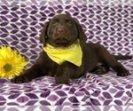 Small Photo #7 Labrador Retriever Puppy For Sale in EAST EARL, PA, USA