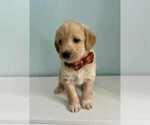 Small Photo #3 Aussiedoodle-Labradoodle Mix Puppy For Sale in BRYANTOWN, MD, USA