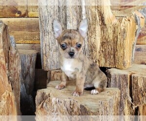 Chihuahua Puppy for Sale in POTEAU, Oklahoma USA