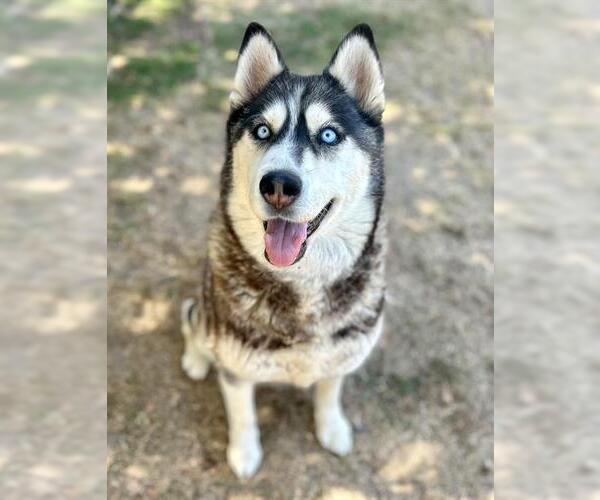 Medium Photo #2 Siberian Husky Puppy For Sale in Riverside, CA, USA
