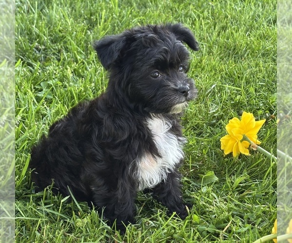 Medium Photo #1 Morkie Puppy For Sale in ROCK STREAM, NY, USA