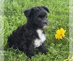 Image preview for Ad Listing. Nickname: Zoey