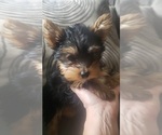 Small Photo #5 Yorkshire Terrier Puppy For Sale in OTTAWA, OH, USA